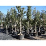 Cork Oak Tree (Quercus suber) Cork Oak Tree (Quercus suber) | kipogeorgiki.live