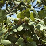 Cork Oak Tree (Quercus suber) Cork Oak Tree (Quercus suber) | kipogeorgiki.live
