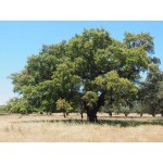 Cork Oak Tree (Quercus suber) Cork Oak Tree (Quercus suber) | kipogeorgiki.live