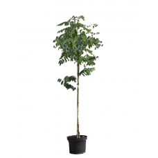 Black Locust Tree (Robinia pseudoacacia) | kipogeorgiki.live