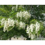 Black Locust Tree (Robinia pseudoacacia) Black Locust Tree (Robinia pseudoacacia) | kipogeorgiki.live