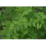 Black Locust Tree (Robinia pseudoacacia) Black Locust Tree (Robinia pseudoacacia) | kipogeorgiki.live