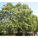Black Locust Tree (Robinia pseudoacacia) Black Locust Tree (Robinia pseudoacacia) | kipogeorgiki.live