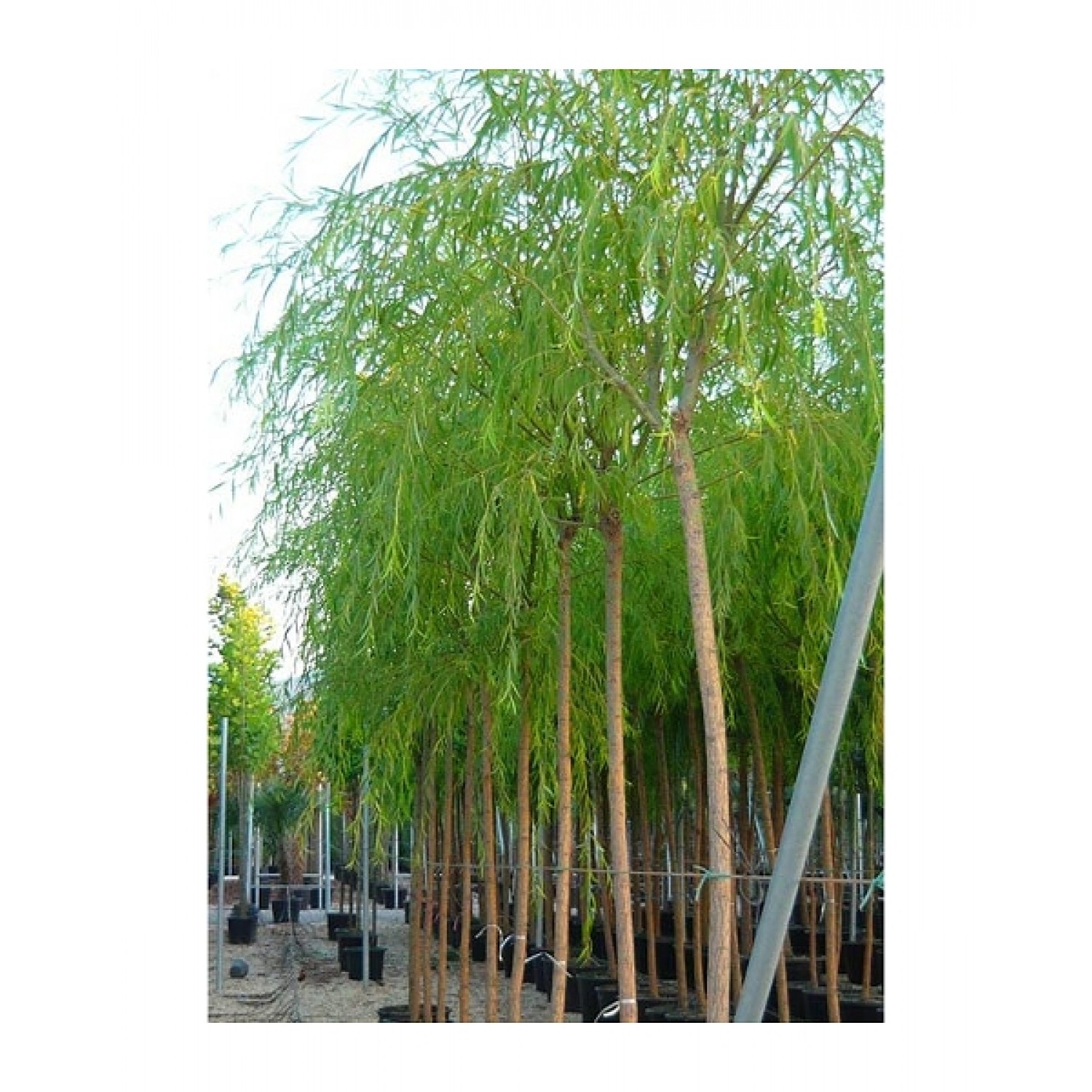 Ιτιά Κλαίουσα Δέντρο (Salix babylonica) Ιτιά Κλαίουσα Δέντρο (Salix babylonica) | kipogeorgiki.live