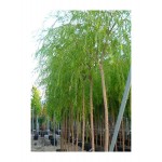 Ιτιά Κλαίουσα Δέντρο (Salix babylonica) Ιτιά Κλαίουσα Δέντρο (Salix babylonica) | kipogeorgiki.live
