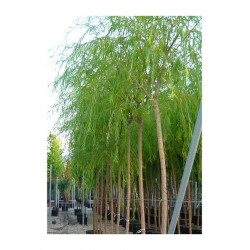 Weeping Willow Tree (Salix babylonica) | kipogeorgiki.live