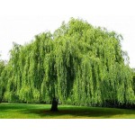 Ιτιά Κλαίουσα Δέντρο (Salix babylonica) Ιτιά Κλαίουσα Δέντρο (Salix babylonica) | kipogeorgiki.live