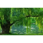 Ιτιά Κλαίουσα Δέντρο (Salix babylonica) Ιτιά Κλαίουσα Δέντρο (Salix babylonica) | kipogeorgiki.live