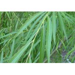 Ιτιά Κλαίουσα Δέντρο (Salix babylonica) Ιτιά Κλαίουσα Δέντρο (Salix babylonica) | kipogeorgiki.live
