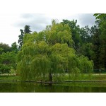 Ιτιά Κλαίουσα Δέντρο (Salix babylonica) Ιτιά Κλαίουσα Δέντρο (Salix babylonica) | kipogeorgiki.live