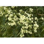 Σοφόρα Ιαπωνική Δέντρο (Sophora japonica) | Φυτά