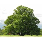 Φλαμουριά Δέντρο - Τίλιο (Tilia platyphyllos) Φλαμουριά Δέντρο - Τίλιο (Tilia platyphyllos) | Φυτά
