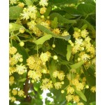 Φλαμουριά Δέντρο - Τίλιο (Tilia platyphyllos) Φλαμουριά Δέντρο - Τίλιο (Tilia platyphyllos) | Φυτά