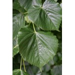 Φλαμουριά Δέντρο - Τίλιο (Tilia platyphyllos) Φλαμουριά Δέντρο - Τίλιο (Tilia platyphyllos) | Φυτά