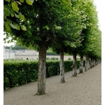 Φλαμουριά Δέντρο - Τίλιο (Tilia platyphyllos) Φλαμουριά Δέντρο - Τίλιο (Tilia platyphyllos) | Φυτά