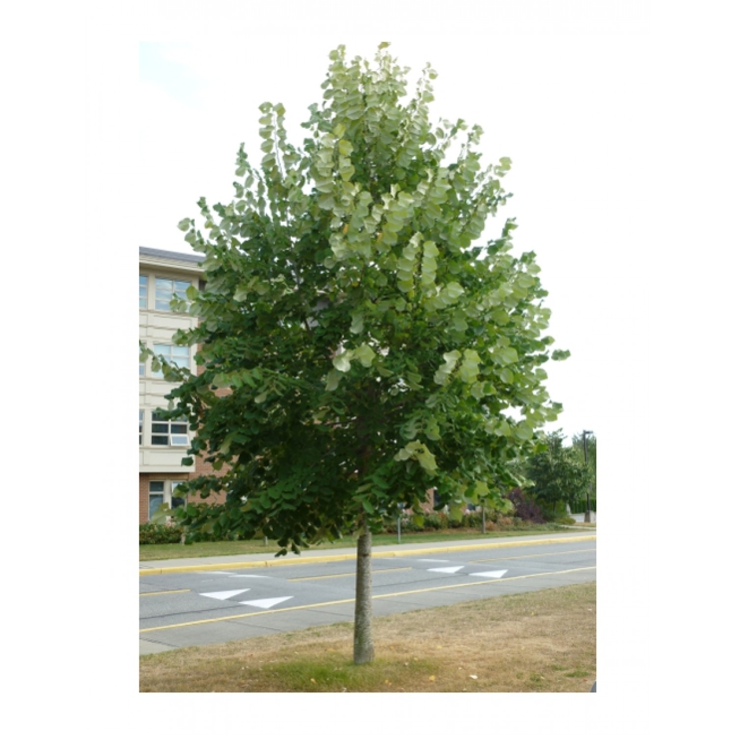 Silver Linden Tree (Tilia tomentosa) Silver Linden Tree (Tilia tomentosa) | kipogeorgiki.live