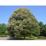 Silver Linden Tree (Tilia tomentosa) Silver Linden Tree (Tilia tomentosa) | kipogeorgiki.live