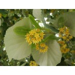 Silver Linden Tree (Tilia tomentosa) Silver Linden Tree (Tilia tomentosa) | kipogeorgiki.live