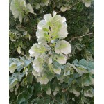 Silver Linden Tree (Tilia tomentosa) Silver Linden Tree (Tilia tomentosa) | kipogeorgiki.live