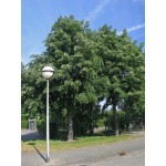 Silver Linden Tree (Tilia tomentosa) Silver Linden Tree (Tilia tomentosa) | kipogeorgiki.live