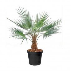 Ουασιγκτόνια Πιτσάρδια (Washingtonia filifera) | Κηπογεωργική