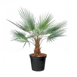 Ουασιγκτόνια Πιτσάρδια (Washingtonia filifera) | Κηπογεωργική