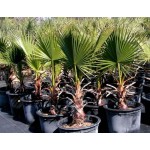 Desert Fan Palm (Washingtonia filifera) | Kipogeorgiki