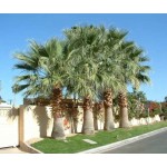 Desert Fan Palm (Washingtonia filifera) | Kipogeorgiki