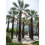 Desert Fan Palm (Washingtonia filifera) | Kipogeorgiki