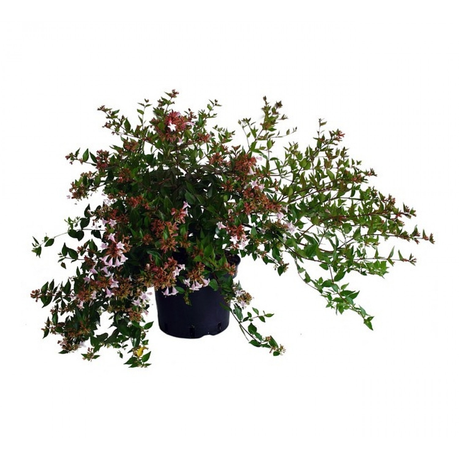 Αμπέλια Μεγανθής Θάμνος (Abelia x grandiflora)