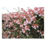 Αμπέλια Μεγανθής Θάμνος (Abelia x grandiflora)