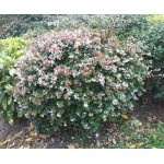 Αμπέλια Μεγανθής Θάμνος (Abelia x grandiflora)