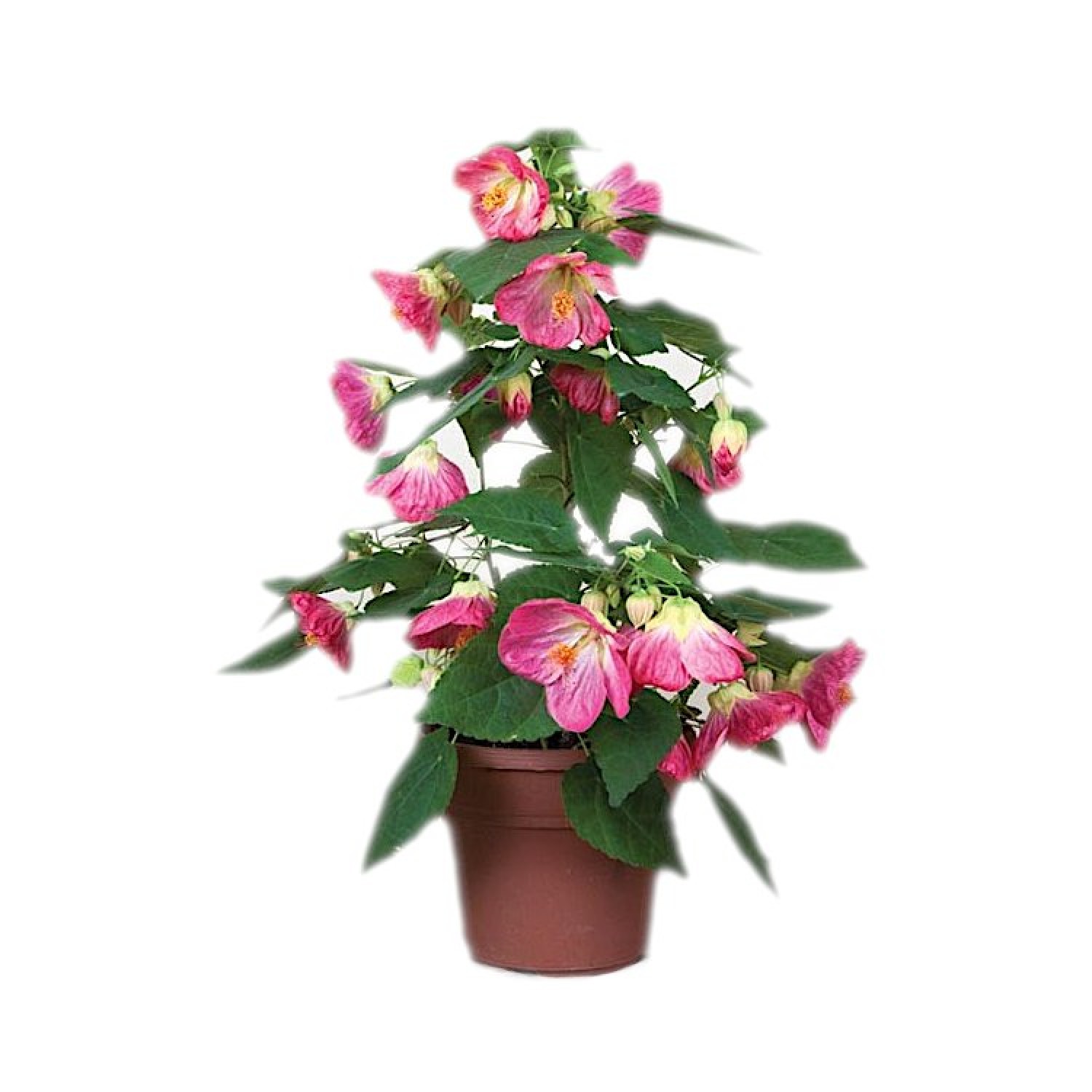Αβούτιλο το Υβριδικό Θάμνος (Abutilon × hybridum) | Αειθαλής Ανθοφόροι Θάμνοι για Γλάστρα & Κήπο Αβούτιλο το Υβριδικό Θάμνος (Abutilon × hybridum) | kipogeorgiki.live