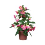 Αβούτιλο το Υβριδικό Θάμνος (Abutilon × hybridum) | Αειθαλής Ανθοφόροι Θάμνοι για Γλάστρα & Κήπο Αβούτιλο το Υβριδικό Θάμνος (Abutilon × hybridum) | kipogeorgiki.live