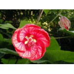 Αβούτιλο το Υβριδικό Θάμνος (Abutilon × hybridum) | Αειθαλής Ανθοφόροι Θάμνοι για Γλάστρα & Κήπο Αβούτιλο το Υβριδικό Θάμνος (Abutilon × hybridum) | kipogeorgiki.live
