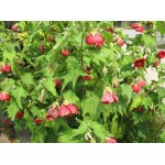 Αβούτιλο το Υβριδικό Θάμνος (Abutilon × hybridum) | Αειθαλής Ανθοφόροι Θάμνοι για Γλάστρα & Κήπο Αβούτιλο το Υβριδικό Θάμνος (Abutilon × hybridum) | kipogeorgiki.live