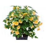 Αβούτιλο Θάμνος (Abutilon pictum) | Αειθαλής θάμνος για Γλάστρα & Κήπο, Ανθοφόροι Θάμνοι Αβούτιλο Θάμνος (Abutilon pictum) | kipogeorgiki.live