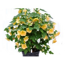 Αβούτιλο Θάμνος (Abutilon pictum) | kipogeorgiki.live