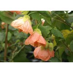 Αβούτιλο Θάμνος (Abutilon pictum) | Αειθαλής θάμνος για Γλάστρα & Κήπο, Ανθοφόροι Θάμνοι Αβούτιλο Θάμνος (Abutilon pictum) | kipogeorgiki.live
