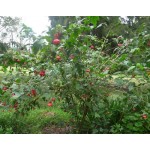 Αβούτιλο Θάμνος (Abutilon pictum) | Αειθαλής θάμνος για Γλάστρα & Κήπο, Ανθοφόροι Θάμνοι Αβούτιλο Θάμνος (Abutilon pictum) | kipogeorgiki.live