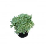 Variegated Pittosporum Shrub (Pittosporum tobira Variegatum) | Evergreen Shrubs & Trees Variegated Pittosporum Shrub (Pittosporum tobira Variegatum) | kipogeorgiki.live