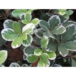 Variegated Pittosporum Shrub (Pittosporum tobira Variegatum) | Evergreen Shrubs & Trees Variegated Pittosporum Shrub (Pittosporum tobira Variegatum) | kipogeorgiki.live