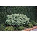 Variegated Pittosporum Shrub (Pittosporum tobira Variegatum) | Evergreen Shrubs & Trees Variegated Pittosporum Shrub (Pittosporum tobira Variegatum) | kipogeorgiki.live