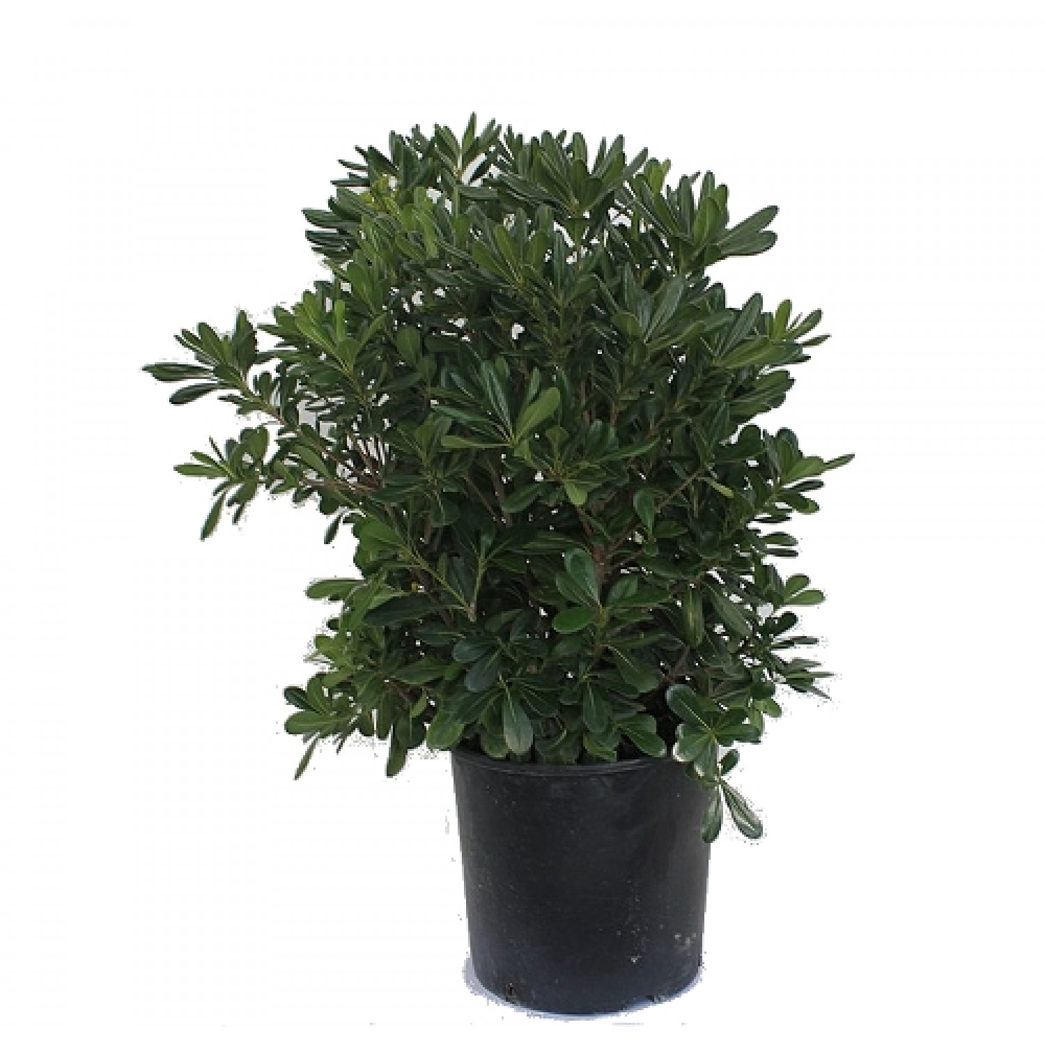 Japanese Pittosporum Shrub (Pittosporum tobira) | kipogeorgiki.live