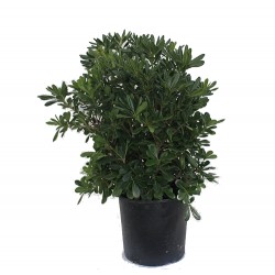 Αγγελική Κοινή - Πιττόσπορο Θάμνος (Pittosporum tobira)