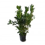 Japanese Pittosporum Shrub (Pittosporum tobira) | kipogeorgiki.live