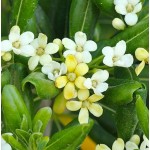 Japanese Pittosporum Shrub (Pittosporum tobira) | kipogeorgiki.live
