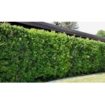 Japanese Pittosporum Shrub (Pittosporum tobira) | kipogeorgiki.live