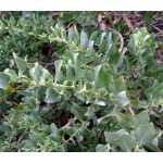 Αλιμιά - Ατρίπλεξ ή Χαλιμιά Θάμνος (Atriplex halimus) | Κηπογεωργική