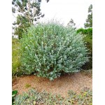 Αλιμιά - Ατρίπλεξ ή Χαλιμιά Θάμνος (Atriplex halimus) | Κηπογεωργική